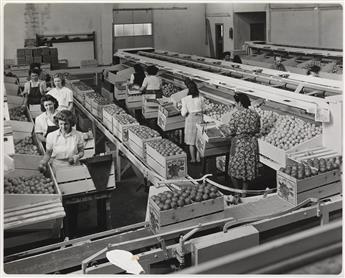 (MUTUAL ORANGE DISTRIBUTORS) Album of approximately 33 silver prints depicting the Redland, California distribution companys process.